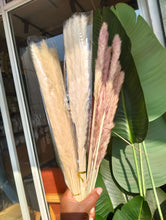 Mini Dried Pampas Grass – 10PCS shown from another angle (White, Off-White, Brown)