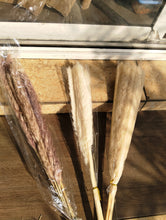 Mini Dried Pampas Grass – 10PCS shown from another angle (White, Off-White, Brown)